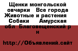 Щенки монгольской овчарки - Все города Животные и растения » Собаки   . Амурская обл.,Благовещенский р-н